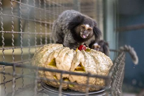 Image result for Animals Eating Halloween Candy