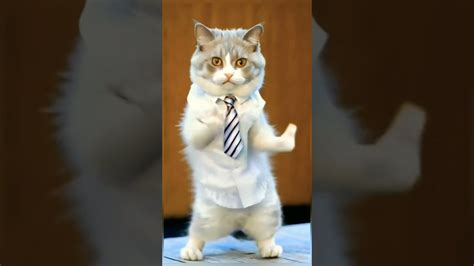 Image result for Ai Animals Dancing