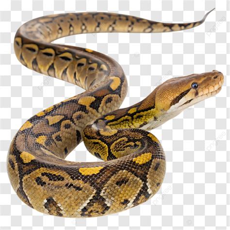 Image result for Python Language Snake PNG