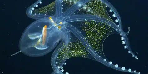 Image result for Alien Animals