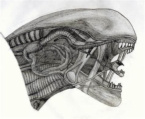Image result for Alien Xenomorph Drawing