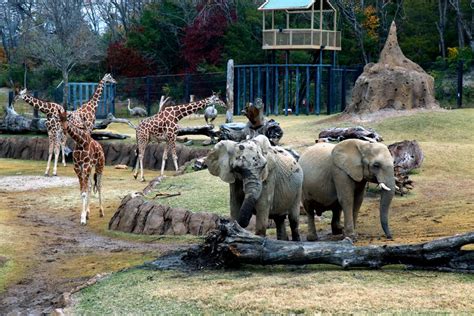 Image result for Dallas Zoo Animals