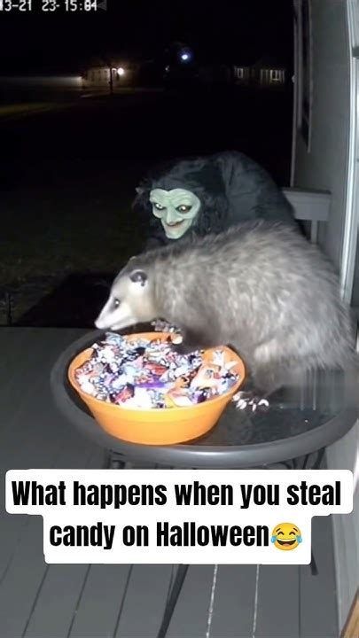 Image result for Animals Eating Halloween Candy