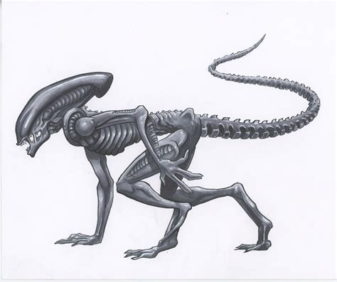 Image result for Alien Xenomorph Drawing
