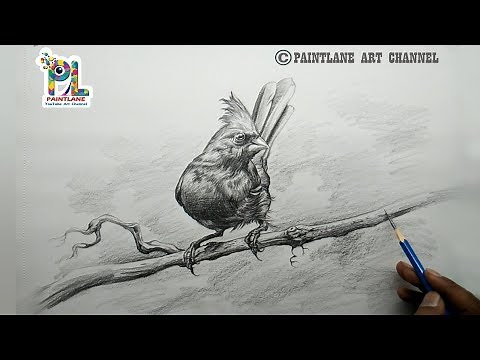 How to draw A Cardinal Bird with pencil step by step | Pencil Art