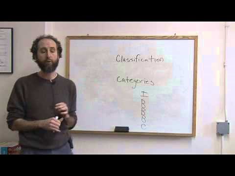 What Is a Classification Essay?