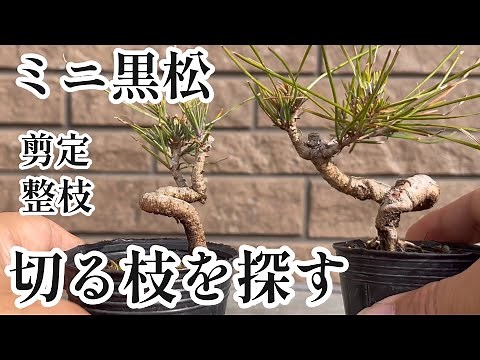 [Kuromatsu] Pruning and wiping mini Kuromatsu. How to make a simple bonsai for beginners.