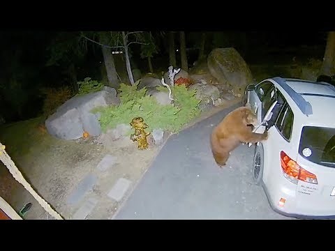 Bear Breaks Into Car