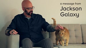 PetSmart helps over 6,000 cats a week find a loving home. Stop by an everyday cat adoption center at a PetSmart near you and save a life! | PetSmart