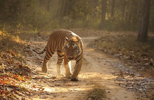 Where Do Bengal Tigers Live - Bengal Tiger Habitat - Zooologist