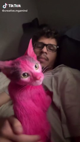 Life’s too short and boring(it’s safe and temporary)#fypシ #cat#bored#pokemon