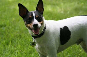Rat Terrier Breed Information Guide - 15 Things to Know About Rat Terriers - Your Dog Advisor