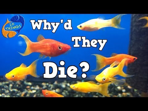 Why Do Fish Die? Top 10 Causes Of Fish Death, 10 Things