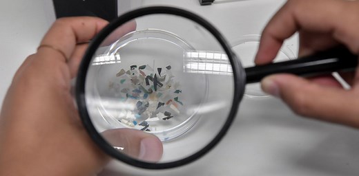 Hundreds of fish species, including many that humans eat, are consuming plastic