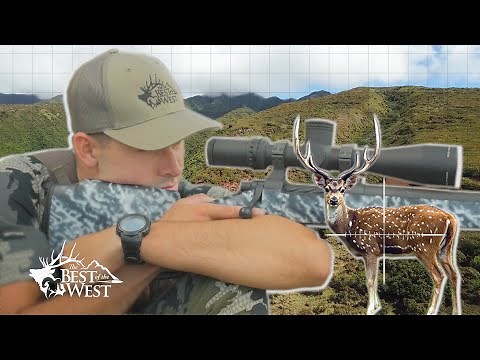 2 HAWAII AXIS DEER HUNTS - (MOLOKAI)