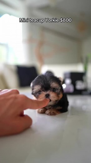 mini_teacup_puppies on TikTok