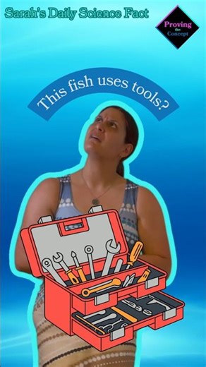 These fish use tools