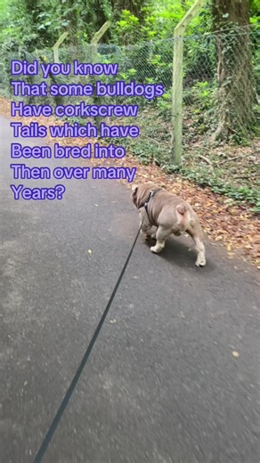 Understanding Bulldog Corkscrew Tails
