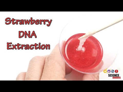 Strawberry DNA Extraction | STEM Activity