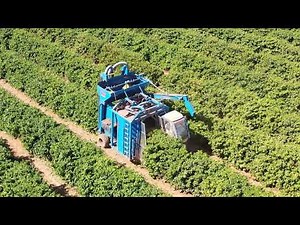 Coffee harvesting in Cerrado, Brazil