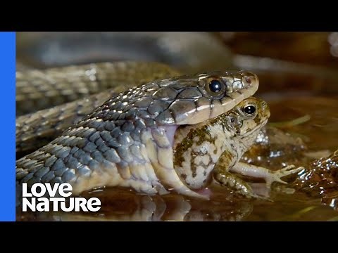 Poisonous Frog Fends Off Snake With Its Toxins