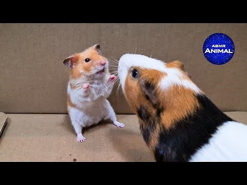 Hamster meets Guinea Pig