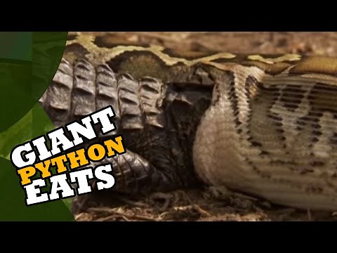Giant Python Eats Alligator