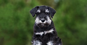 Miniature Schnauzer Guide (Size & Breed Characteristics)