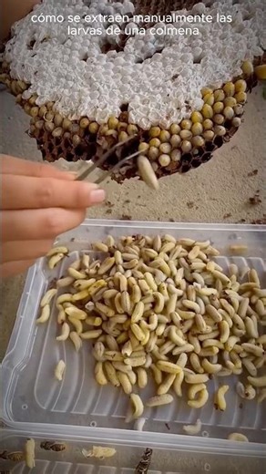 How to Extract Larvae From a Hive (Most People Don’t Know This