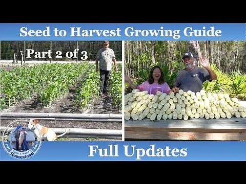 How to Grow Corn, Complete Growing Guide (Part 2 of 3)