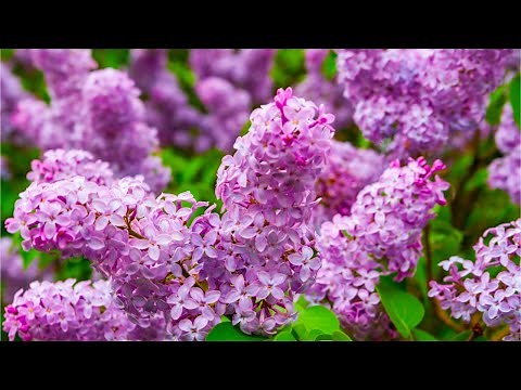 Peaceful Relaxing Instrumental Music, Meditation Music, "Nature's Breathtaking Beauty" Tim Janis