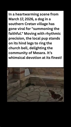 🔔 HOLY HOUND! Dog Caught Ringing Church Bells in Greece! #dog #news #shorts