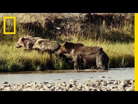 One Tough Mama Bear | America's National Parks