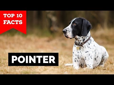 Pointer Dog - Top 10 Facts