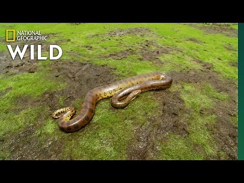 The Anaconda is a Heavyweight of Snakes | Nat Geo Wild