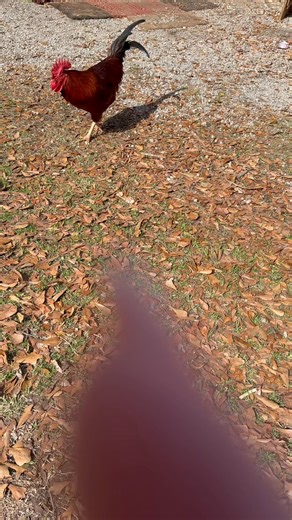 Deep South Homesteaders with Attitude Manage Farm Animals and a Roaster in Homestead Life #deepsouthhomesteaders #attitude #roaster #farmanimals #homesteadlife #deepsouthhomesteaders #attitude #roaster #farmanimals #homesteadlife | Deep South Homesteaders