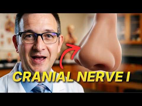 Cranial Nerve I: Olfactory Nerve Pathway, Function, and Clinical Correlates