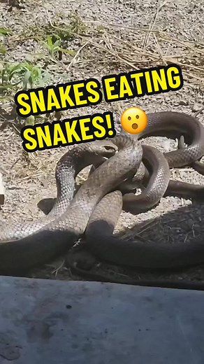 Brown Snakes Eating Each Other - Incredible Footage!