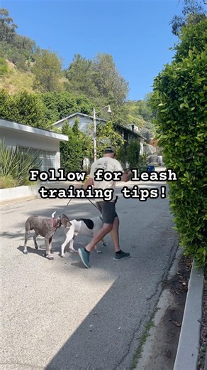 ‼️Your dog is a reflection of you‼️ #dogshorts