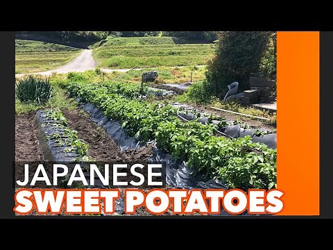 A Day In Japan : Planting Satsumaimo | Japanese Sweet Potato | NikkoVenture