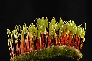 What Is Alternation of Generations?