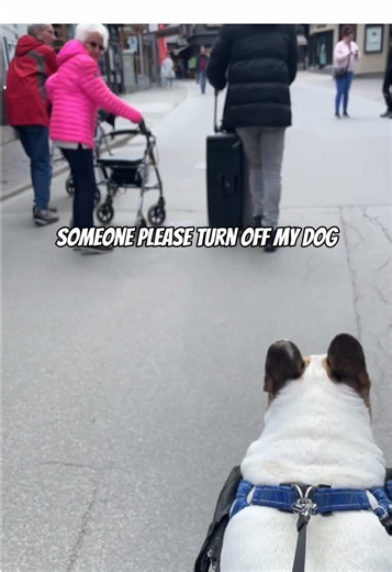 I can’t find the off button #pet #dog #funny | dogs