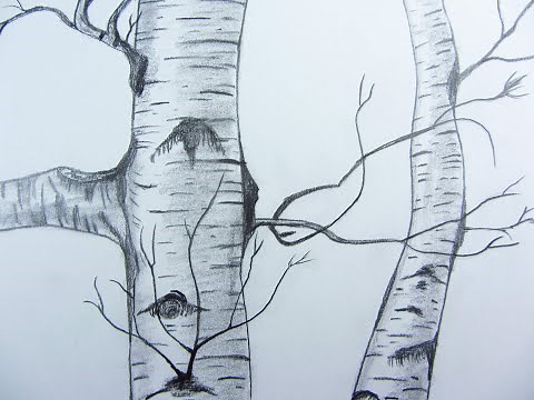 Pencil Drawing Birch tree