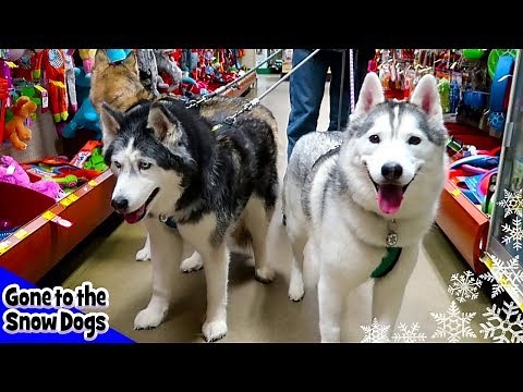 Dogs Go Shopping at PetSmart | Petsmart Haul for Dogs