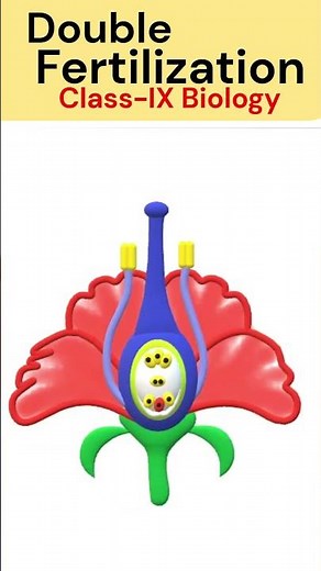 Pollination and Double Fertilization in Flowering Plants #animation #biologyclass9 #icse