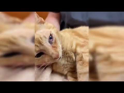 BOTFLY REMOVAL FROM CAT EYES