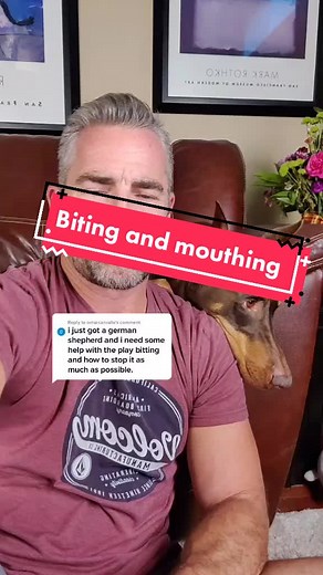 German Shepherd Play Bite: Tips for Handling Biting and Mouthing