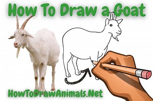 How To Draw a Goat - EASY Drawing Tutorial!