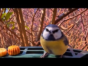 UK Garden Birds | Beautiful Backyard Birds Captured Up Close!