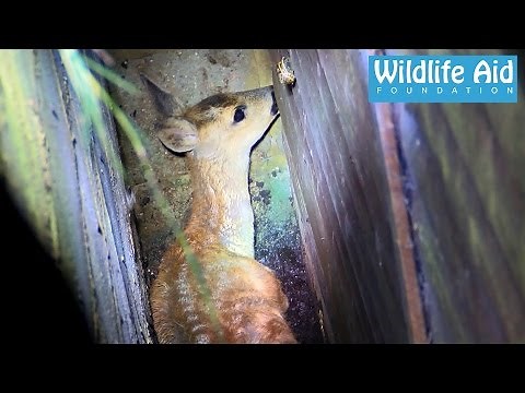 Deer rescued from sure death - Wildlife Rescue